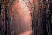 王楚钦，“复仇”成功！澎湃新闻.